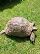 Rehomed..Spur Thighed : Female approx 90+ Years old (Benita)